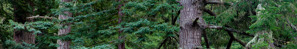 _MG_24238-Edit