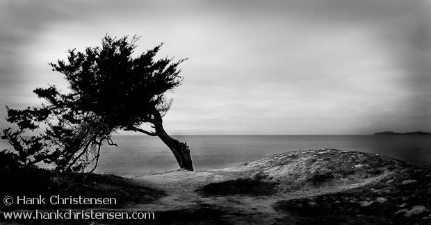 Tree and sea cliff silhouette, Half Moon Bay, California