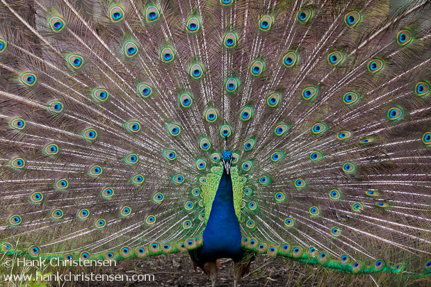 A peacock displays its plumage during mating season