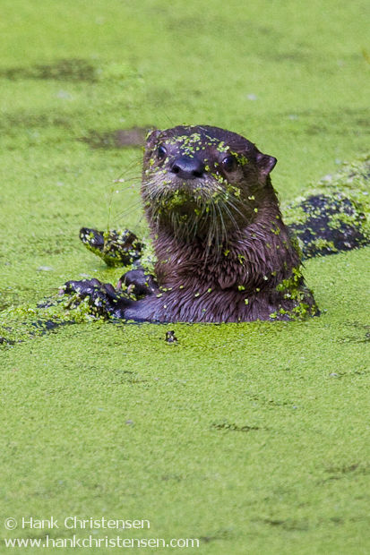 A river otter clings to a log, submerged in an algae-filled pond