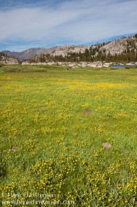 Yellow wildflowers dominate the grasses of Upper Relief Valley, Emigrant Wilderness, California