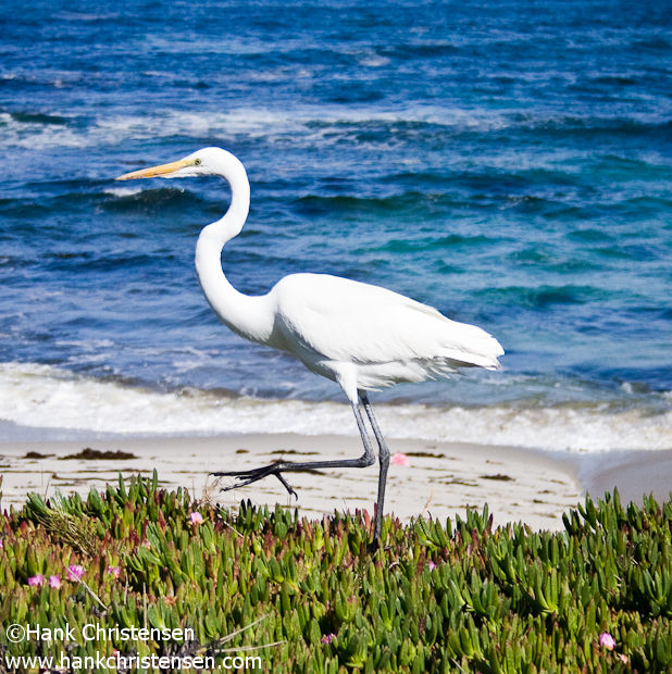 Although I did not have my telephoto lens, using stalking techniques, I was able to get close enough with my wide angle to capture this egret and some habitat