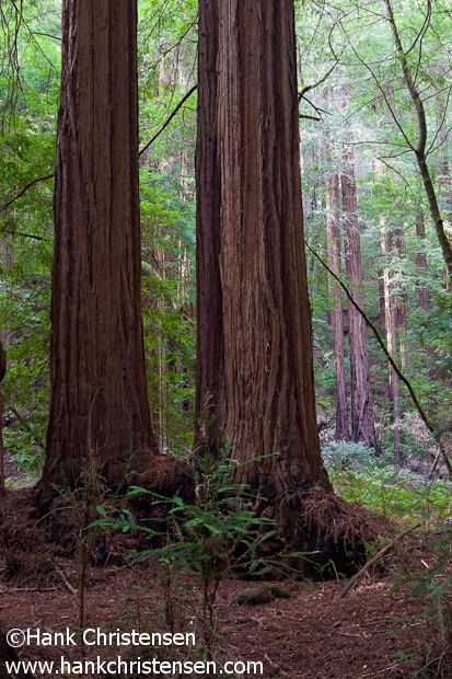 Twin redwoods stretch toward the forest's upper canopy, Muir Woods National Monument