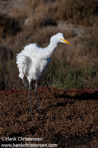 A great egret shakes its body, fluffing its feathers as it prepares to preen