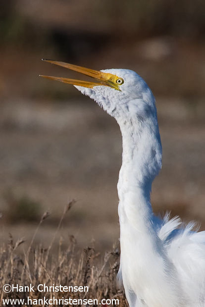 A great egret calls out with an open beak