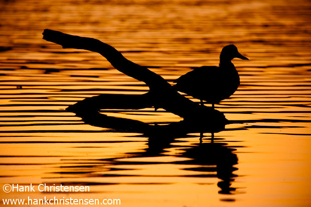 A duck perched on a log is silhouetted against a reflected sunset