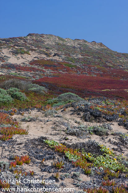 Wildflowers and multi-colored coastal grasses adorn the hills of Point Reyes National Seashore