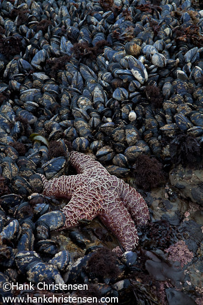 A starfish sits among clustered mussels, Moss Beach, California