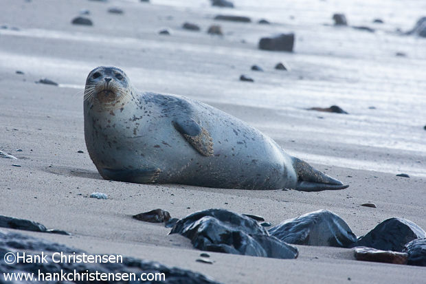 A harbor seal glances up after a rising tide awakens him from his slumber