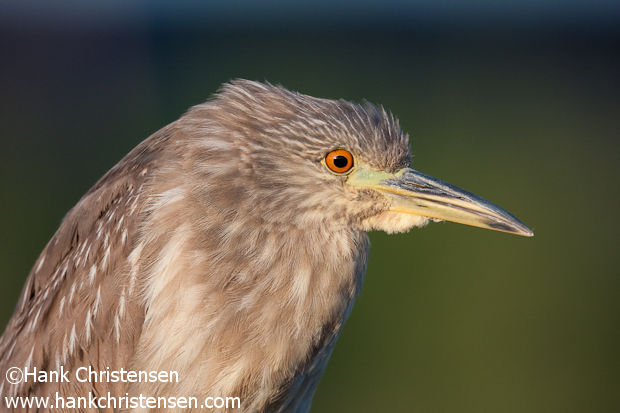 Juvenile Black-crowned Night Heron