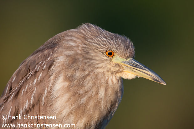 Juvenile Black-crowned Night Heron