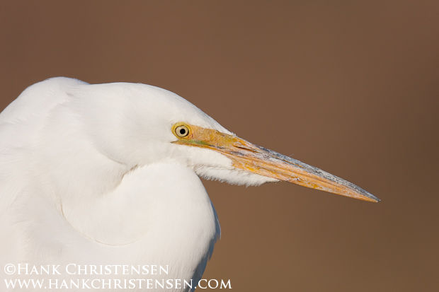 Great Egret Headshot
