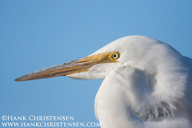 Great Egret Headshot