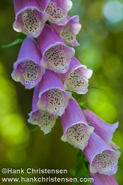 Red Foxglove petals hang from a green stock