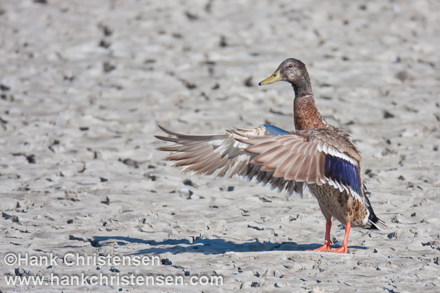 A mallard flaps its wings as it preens