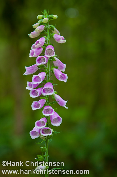 Red Foxglove grows alone in a clearing in the forest, Corbett, Oregon