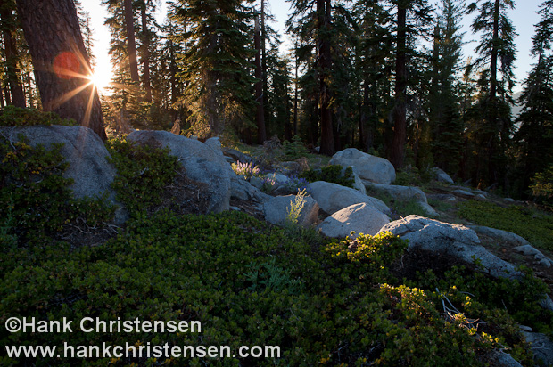 As the sun sets, it casts one final beam across wild lupine and granite boulders, Sierra National Forest, CA