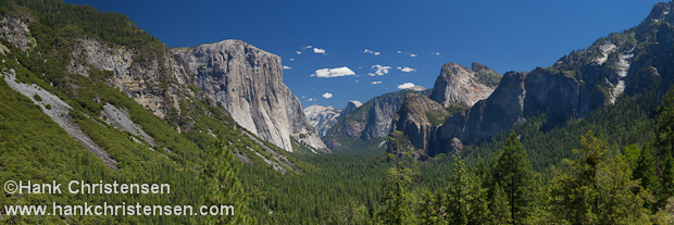 A forest of pine covers the floor of Yosemite Valley, Yosemite National Park