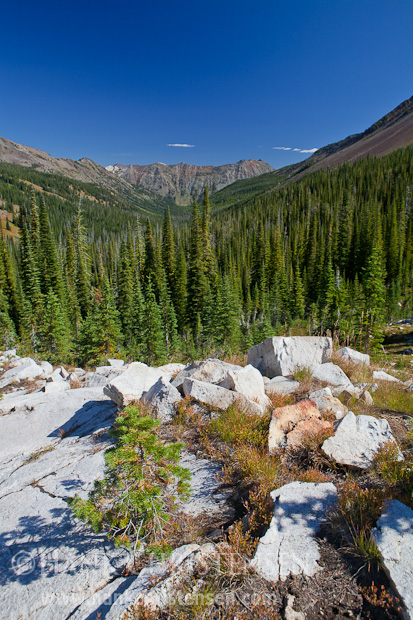 Boulders give way to dense forest along Cliff Creek canyon, Eagle Cap Wilderness, Oregon