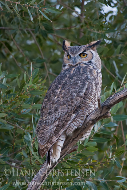 A great horned owl sits on a tree branch at dusk, surveying the area for potential prey.
