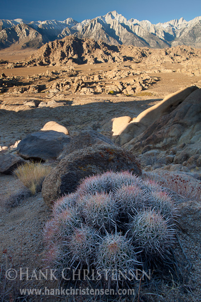 Barrel cactus flourishes in the high desert of Alabama Hills