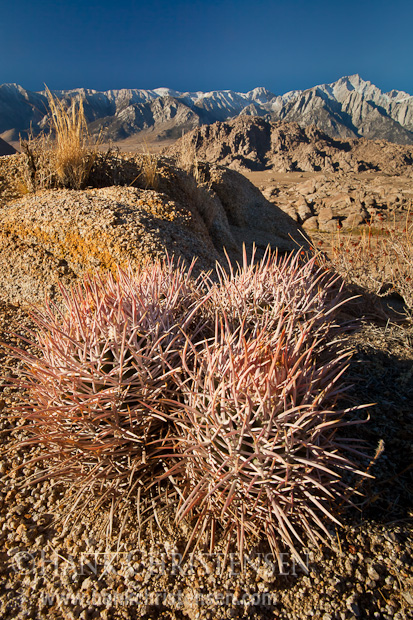 Barrel cactus grows throughout the dynamic landscape of Alabama Hills