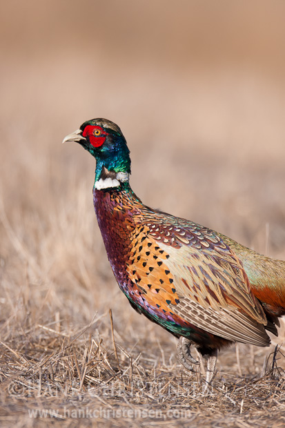 A ring-necked pheasant stands tall among dried grass