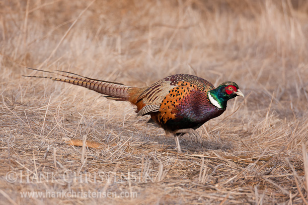A ring-necked pheasant stalks close to the ground