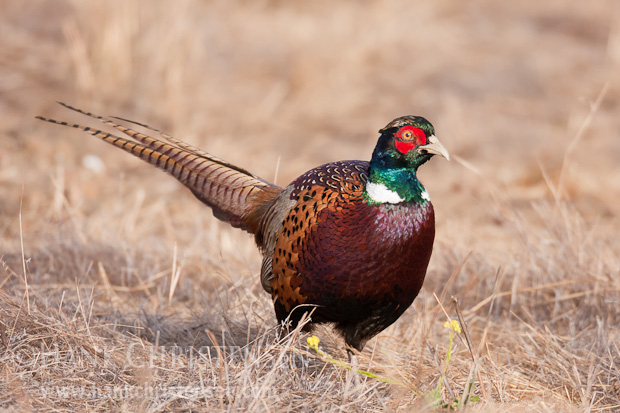 A ring-necked pheasant walks through short grasses, with a wary eye for predators