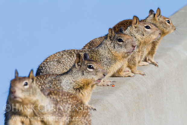 A family of california ground squirrels lines up along a curb