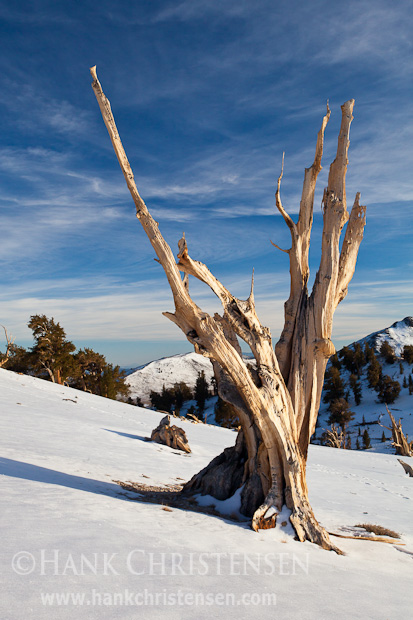 A bristlecone pine grows from a desolate, snowy mountainside, White Mountains, CA