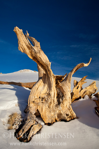 Fresh snows blankets the slopes of the White Mountains, framing the ancient bristlecone pines that live there