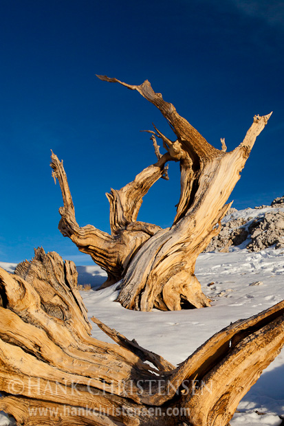 A bristlecone log frames an upright tree, both of which have lived for thousands of years, White Mountains, CA