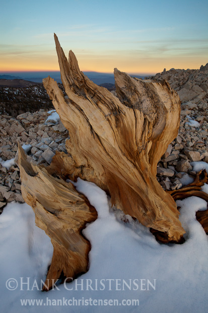 An ancient bristlecone pine reflects the last rays of daylight, White Mountains, CA