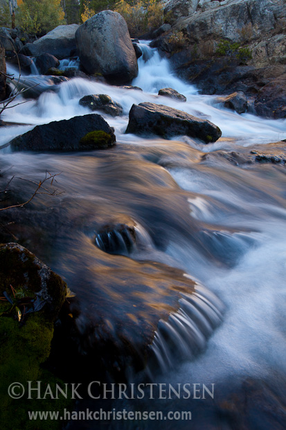 Silken water reflects the gold colors of fall, South Fork Bishop Creek, Inyo National Forest, CA