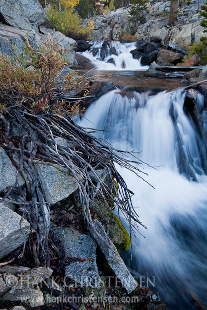 A root system grows from broken granite, Bishop Creek, Inyo National Forest, CA