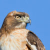 A red-tailed hawk constantly scans the surrounding area for prey