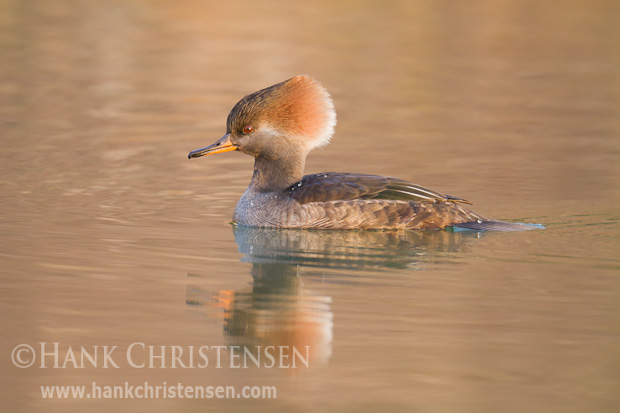 A female hooded merganser swims through still water, reflected in the early morning sunlight