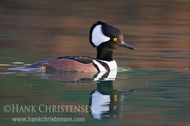 A male hooded merganser extends his crest as he swims through a wetland slough