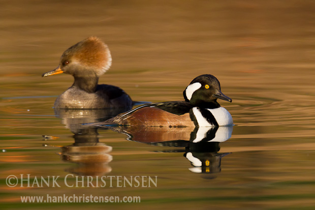 A pair of hooded merganser swim together, reflected in the water