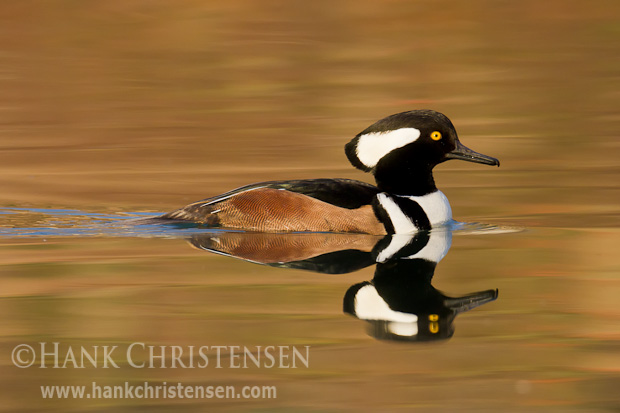 A male hooded merganser swims with a flattened crest