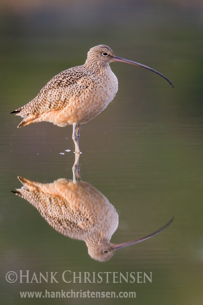 A long-billed curlew stands in shallow water, reflected in the morning light