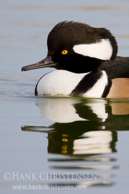 Like other merganser, the hooded merganser has a long, serrated bill for gripping fish