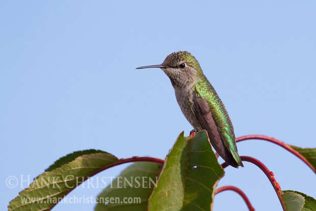 An anna's hummingbird perches at the top of a cherry tree