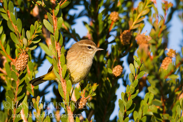 A palm warbler perches on wetland vegetation, showing off its yellow underside