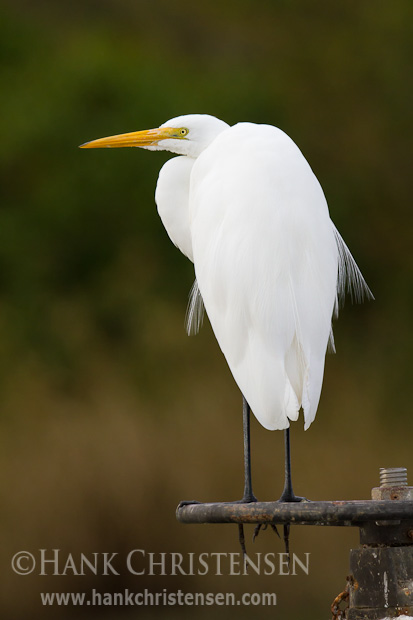 A great egret perches on a wheel of an old pump station