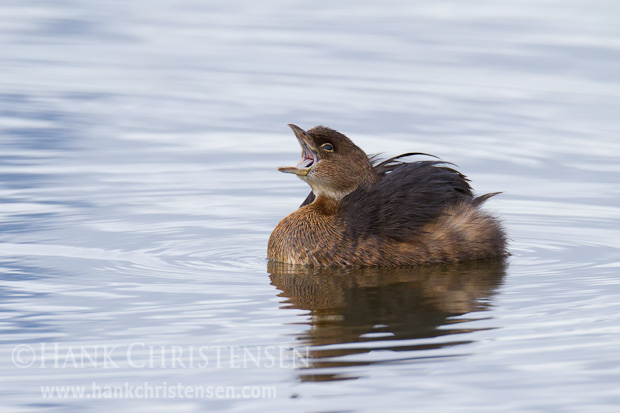 Fluffed wing feathers, sunken head, and calling are all part of the pied-billed grebe's courtship display