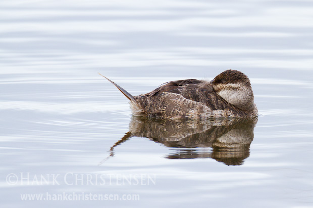 A female ruddy duck sleeps as she floats through the water