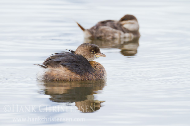 A confused pied-billed grebe shows his courtship display as he swims circles around a sleeping (and unimpressed) female ruddy duck
