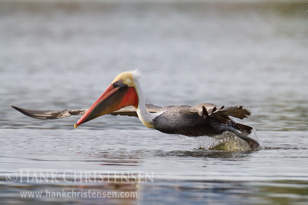 A brown pelican flaps its wings as it lifts off the surface of the water